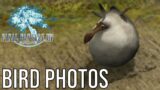 Bird Photos – Final Fantasy XIV #2 [20/06]