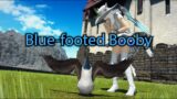 FFXIV: Blue-footed Booby Minion