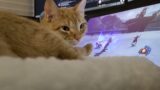 Finley cat reacts to Final Fantasy XIV Endwalker Job Action Trailer!